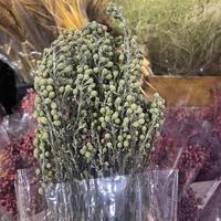 Fournisseur en gros unique d'agrumes corallins naturels préservés pour la décoration intérieure, les bouquets DIY et les arrangements de mariage