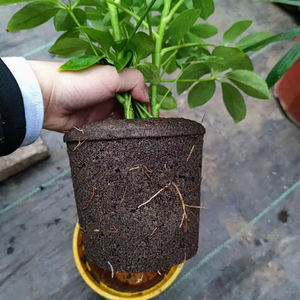 Садовые пчелиные Гидропонные кубики, садовые посевные панели, блок торфяно-Мохового грунта, чашка для посадки сельскохозяйственных культур, кубики для выращивания - Product Image 3