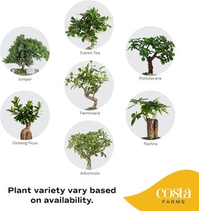 Kit <span class=keywords><strong>per</strong></span> Bonsai |   Kit Fai-da-Te <span class=keywords><strong>per</strong></span> Coltivazione Bonsai, Attrezzi <span class=keywords><strong>per</strong></span> Piante, Miscela di <span class=keywords><strong>Terriccio</strong></span>, <span class=keywords><strong>Vaso</strong></span> <span class=keywords><strong>per</strong></span> Piante, <span class=keywords><strong>per</strong></span> Hobby Artistici, Giardinaggio, Compleanno - Product Image 3