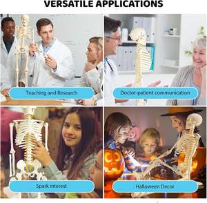 85Cm Wit Menselijk Bot Medisch Anatomiemodel Voor Wetenschap & Geneeskunde Onderwijs Voor Verpleegstersopleiding & Scholen - Product Image 5