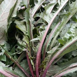 生乾燥ルースバルク供給タンポポ茶カットまたは全純粋なTaraxaci Folium特殊スリミングティーカップ真空パック - Product Image 4