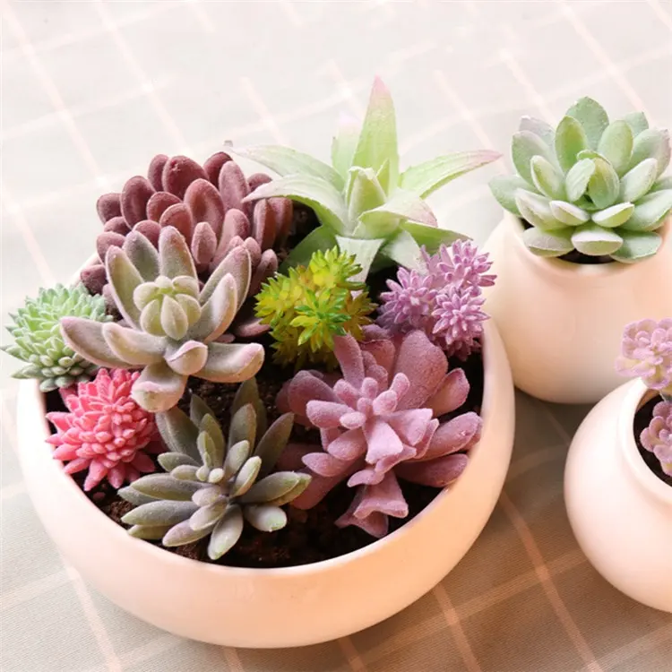 Tanaman Kaktus Pot Mini, Dekorasi Meja, Tanaman Kaktus Mini Tipe Baru, Penjualan V-3052