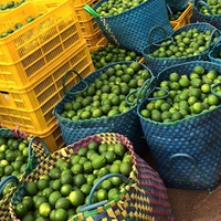 Groothandel 100% Verse Pitloze Kalkveilige Exportkwaliteit Uit Vietnam
