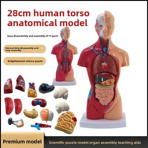 Modelo de Anatomía de Torso de estructura de órgano de <span class=keywords><strong>vísceras</strong></span> <span class=keywords><strong>humanas</strong></span>, juguete de enseñanza de plástico para niños con herramienta de ciencia médica de corazón extraíble - Product Image 2