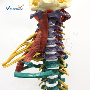 Modelo de Anatomía de Columna Vertebral Médica / 85 cm con Músculos, Segmento de Cadera Superior, Demostración de Hernia Discal Móvil, para Enseñanza - Product Image 2
