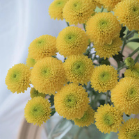 Chrysanthème en spray de qualité supérieure (Grade A) Ning Meng Huang - Jaune citron pour bouquets, directement du producteur pour la décoration de mariages, chaîne du froid