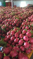 Hotseller - Verse Biologische Rode Drakenvrucht Vietnam 2025 Gemaakt in Vietnam Roze Schil Wit Vlees Hoge Kwaliteit +84 379 472 573