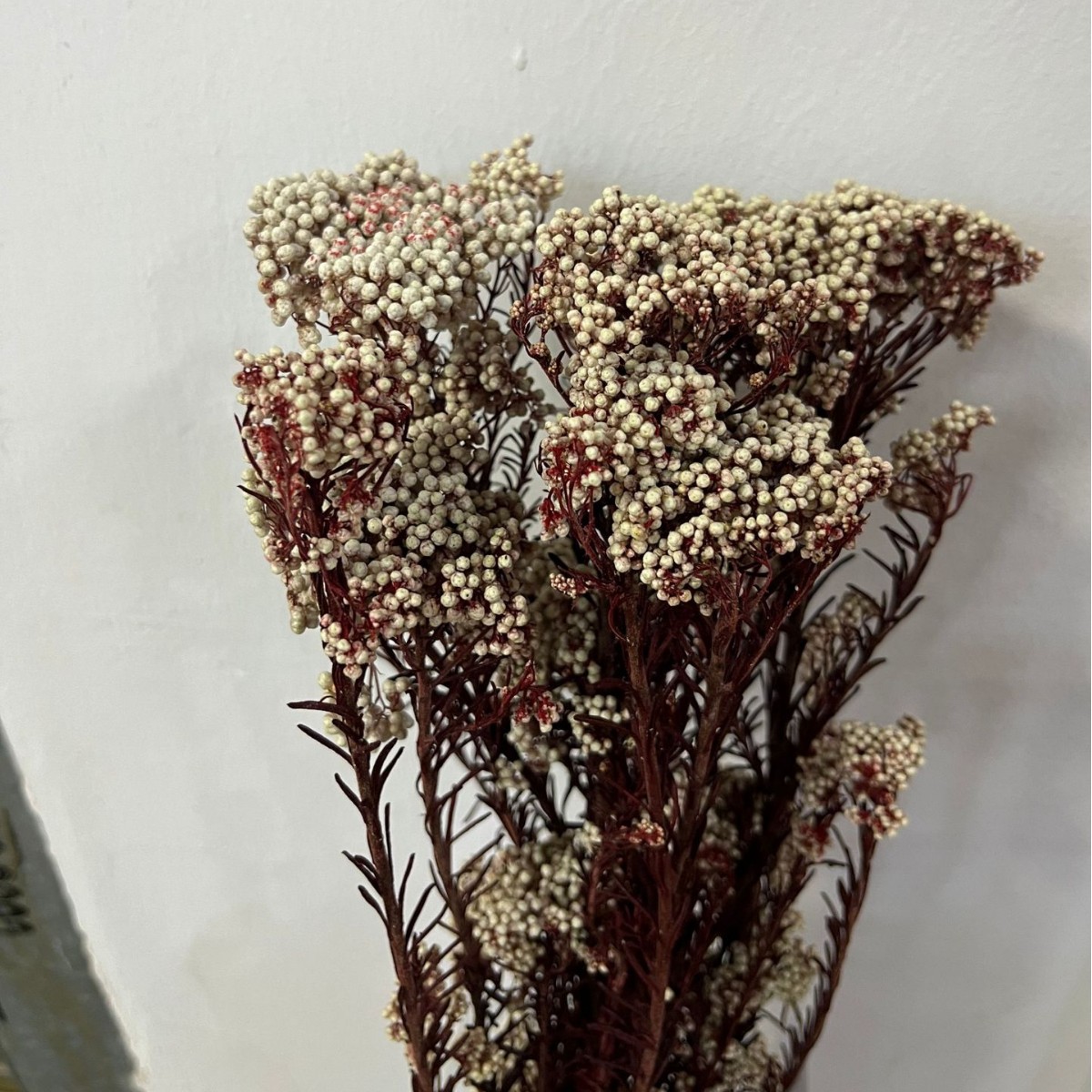 Tiges rouges et fleurs blanches