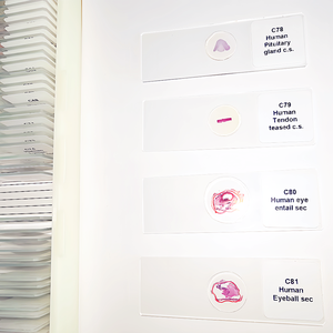 Conjunto de toboganes de histología humana, Material de vidrio y otro tema, 100 Uds. - Product Image 3