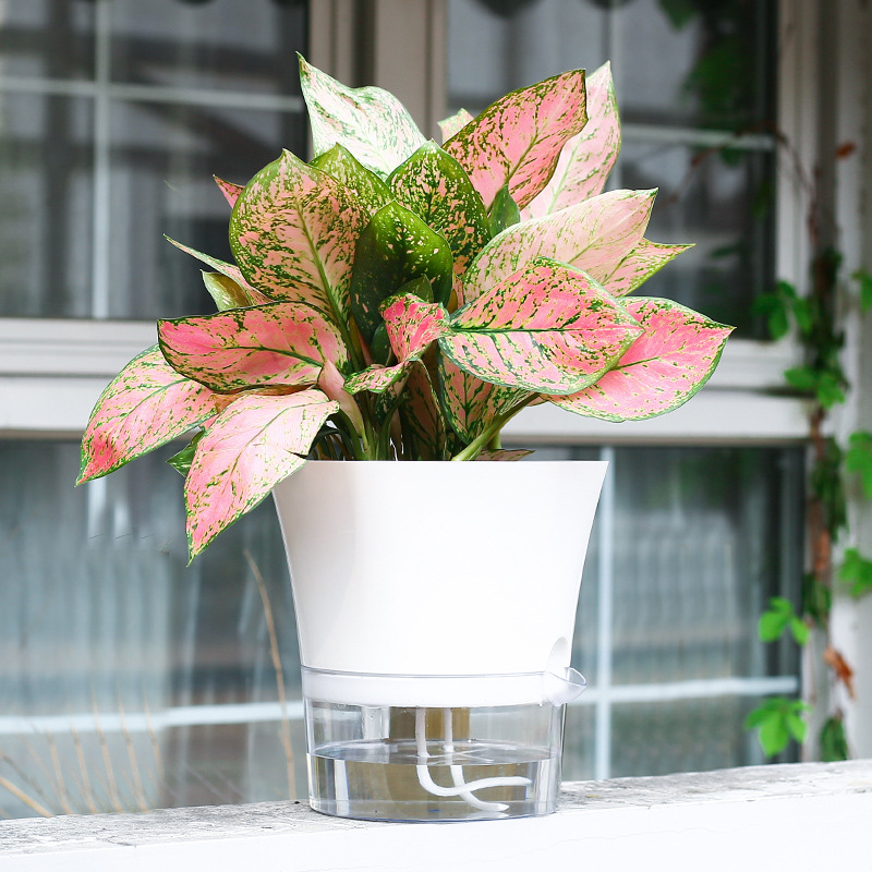 Transparent hexagonal flowerpot