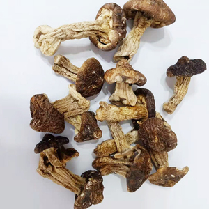 Alimentos saludables Seta Shiitake seca <span class=keywords><strong>Matsutake</strong></span> <span class=keywords><strong>Tricholoma</strong></span> Matsutak seco - Product Image 2