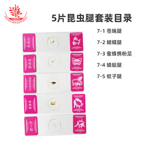 Juego de 5 piezas de juguetes educativos para niños: microscopio para observar las partes bucales, las patas, las alas y el cristal de los insectos. - Product Image 2