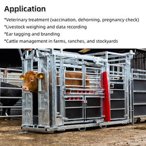 Équipement <span class=keywords><strong>de</strong></span> manutention du bétail entièrement automatique et hydraulique, robuste, avec dispositif <span class=keywords><strong>de</strong></span> maintien <span class=keywords><strong>de</strong></span> la tête - Product Image 4