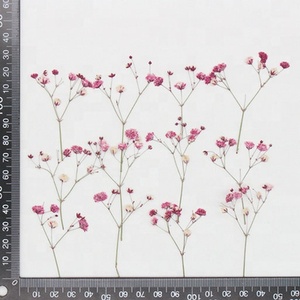 Fleur pressée pour nourrisson, vraie fleur séchée, relief baby shower - Product Image 2