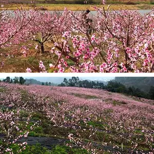 Bán buôn tao Hua số lượng lớn New Top Grade Peach Blossom hoa đào trà tươi đào