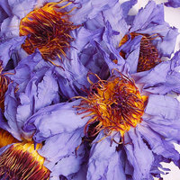 Fleur de lotus bleue séchée naturelle de haute qualité, en vrac, biologique, extrait de fleur de lotus bleue