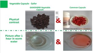 GANOHERB orgánico Halal certificado pared rota cápsula Lingzhi Herbal Spore Plus cápsula precio de fábrica - Product Image 6
