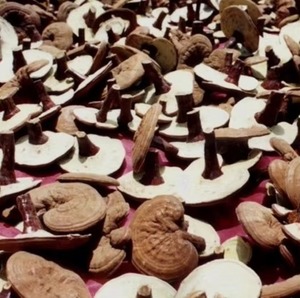 Hot bán Trung Quốc Reishi bào tử bột tường bị hỏng Ganoderma lucidum bào tử bột khô nguyên chế biến AD quá trình sấy khô - Product Image 3