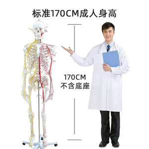 Modèle de squelette humain grandeur nature de 170 cm, outil pédagogique médical standard, modèle squelettique de simulation médicale avec nerfs et système sanguin - Product Image 5