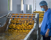 Ligne de production de fruits séchés : Laveuse et sécheuse automatiques de fruits, trancheuse pour ananas, citron, mangue, pomme, machine de séchage