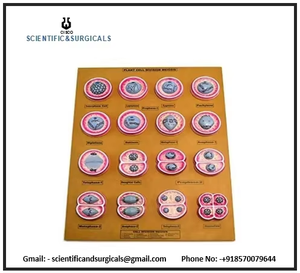 แบบจำลองเซลล์พืชทางวิทยาศาสตร์ (MEIOSIS) รุ่น CISCO-1562 ใยแก้วหลากสีสำหรับการศึกษาในห้องปฏิบัติการชีววิทยา - Product Image 6