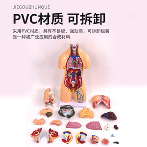 Modèle anatomique de torse bisexuel de 55 cm, 21 pièces détachables ; modèle d'anatomie des organes humains avec organes internes ; adapté pour les études préliminaires - Product Image 4