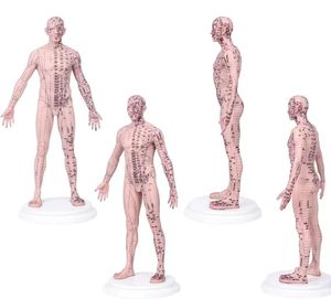 अंग्रेजी वर्शन 18.9 इंच मैन एक्यूपंक्चर मॉडल (बहुस्तरीय मेकअप) के साथ 409 एक्यूपंक्चर मॉडल (बहुस्तरीय मेकअप) सटीक मेरिडियन 1.6 किलो - Product Image 5