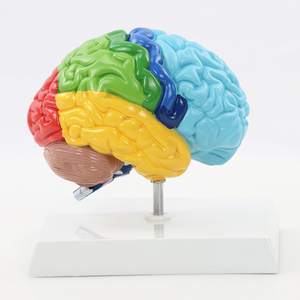 Modelo de Anatomía del Cerebro Humano para Enseñanza y Aprendizaje de Neurociencia, Exhibición para Estudio en el Aula de Ciencias - Product Image 6
