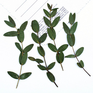 Feuilles et branches d'<span class=keywords><strong>eucalyptus</strong></span> séchées naturelles pour la création de cadres photo, marque-pages, cartes et décoration intérieure - Product Image 1