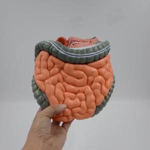 Modelo de enseñanza de la anatomía del intestino grueso del sistema digestivo humano de la ciencia médica del yeyuno humano Ileum Colon - Product Image 2