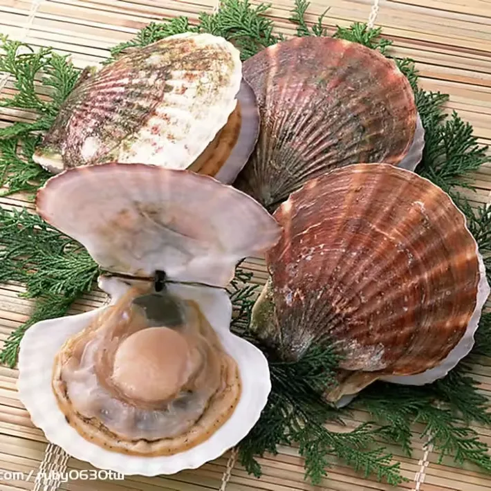 Setengah cangkang kerang laut beku kerang