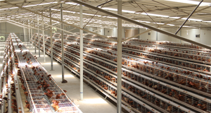 Leabon <span class=keywords><strong>3</strong></span> Étages 4 Portes <span class=keywords><strong>Lapin</strong></span> <span class=keywords><strong>Cage</strong></span> À Volaille Cages de Poulet de Couche À Vendre - Product Image 4