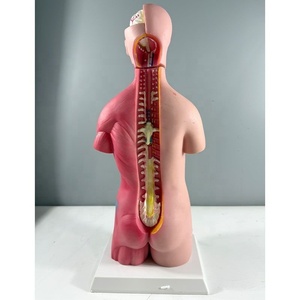 Modelo Humano Desmontable de 45 cm con 23 Partes, para Exhibición de Órganos Internos, Tronco de Órganos para Enseñanza Médica, para Ambos Sexos - Product Image 5