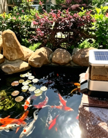 Distributeur automatique de nourriture pour poissons solaire avec minuterie, grande capacité pour bassin