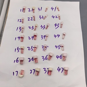 Modèle anatomique de dents en résine, ensemble de 28 pièces pour l'enseignement dentaire et l'exposition - Product Image 1