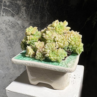 Nouveau style de pot de fleurs pour succulentes, design minimaliste glacé effet craquelé, combinaison sur pied et de bureau, simple et auto-absorbant