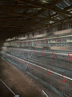 Cage automatique pour poules pondeuses et poulets de type batterie, en treillis métallique, pour 1000 poulets