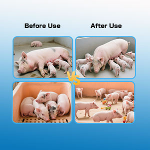 إضافات غذائية لتحسين الإنجاب لدى الخنازير - تعزز نسبة الإنجاب وحجم الولادة وتدعم الحيوية - Product Image 5