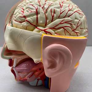 Modèle d'anatomie de l'artère crânienne humaine avec cerveau - Modèle de dissection de l'artère cérébrale pour l'enseignement de <span class=keywords><strong>la</strong></span> <span class=keywords><strong>neurosciences</strong></span> - Product Image 2