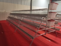 Cage à poulets galvanisée à 3 couches et 4 portes de qualité export, capacité de 96 poulets pour l'élevage de volailles en pondeuses