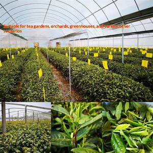 25*25 cm Double Sided Sticky Insect Trap Yellow Blue, Waterproof Sticky <b>Fly</b> <b>Paper</b> for Indoor Outdoor Plant Protection - Product Image 5