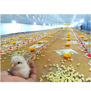 Sistema inteligente para cría de aves de corral para gallinero 10000/<span class=keywords><strong>casa</strong></span> de aves de corral para granja de estructura de acero para cría de aves de corral 20000 - Product Image 3