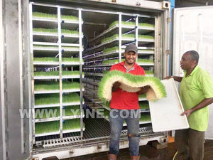 Capacidad diaria Alimentado por energía solar 1000kg/día Tipo de contenedor Salas de cultivo de cebada Sistemas de brotación de forraje hidropónico para aves de corral - Product Image 5