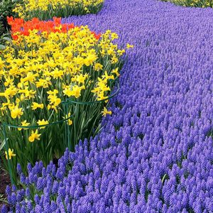 Bitki destek kafes Stakes Metal kafesleri domates gül çiçek asma için bahçe kazık büyük bitki destek halkası destekler - Product Image 6