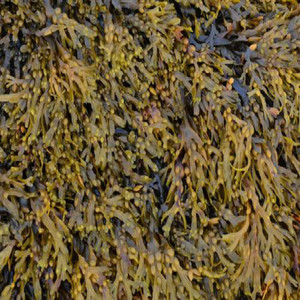 Fucoxantina Natural de Alta Calidad con Certificación GMP, <span class=keywords><strong>Fucoidan</strong></span> de Grado Alimenticio, Extracto de Fucus Vesiculosus en Envase de Tambor, Probado por HPLC, Sin Solventes - Product Image 5