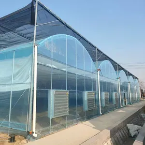 Lớn PE polytunnel 6x3x2m 12 cửa sổ phát triển nhà máy Đường Hầm polytunnel nhà kính