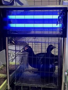Vente chaude en plein air Double-Tube <span class=keywords><strong>Solaire</strong></span> Ultraviolet Bug Zapper Insect Killer pour les cours et les fermes - Product Image 4