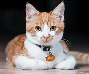 Pengumpan Kucing RFID Sensor Pasif Terbatas 125Khz Tahan Air, Tag Kalung Hewan Peliharaan, Kartu Chip RFID, Implan Chip RFID Untuk Rumah - Product Image 4