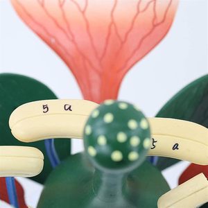 Modelo de flor de melocotón, de planta modelo anatómico, estructura de flor dicotiledónea, anatomía, planta verde, estambre, <span class=keywords><strong>pistilo</strong></span>, biología, ciencia - Product Image 3
