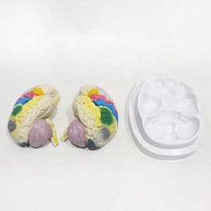 Model lokalisasi fungsional dari Model anatomi otak korteks serebral Model anatomi tubuh manusia - Product Image 1